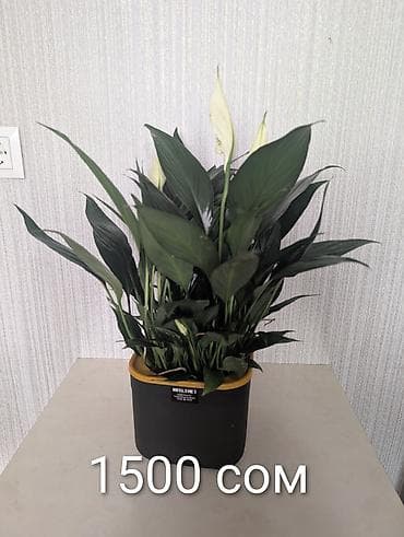 Комнатные розы: Комнатные растения в горшках - Антуриумы (красные и белые соцветия) — 7