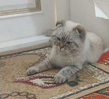 кошка каракол: Шотландская вислоухая кошка (Scottish Fold) - Окрас: сил- или — 3