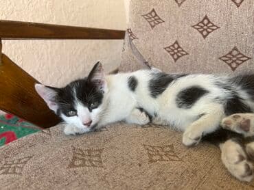 новорожденные котята: Отдаю в добрые руки котят оба мальчика черно белые один пушистый — 3