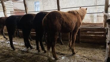 наполнитель для животных: Продаю | Жеребенок | Для разведения | Племенные — 3