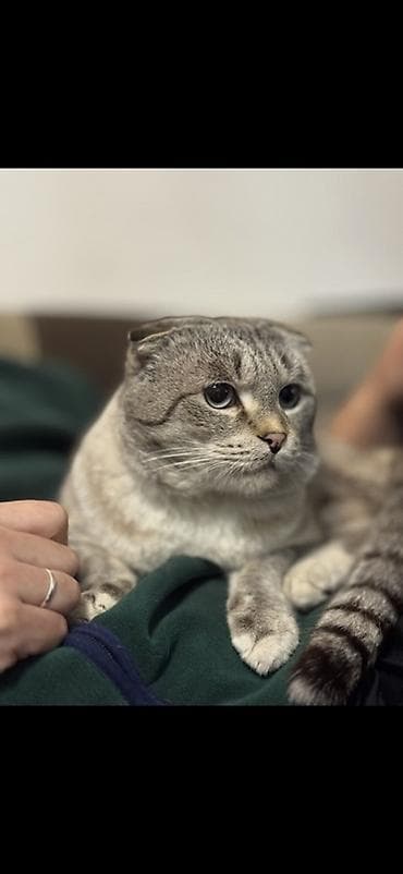 шотландский котята: Кошка даром: Скотиш Фолд (Шотландская вислоухая), 5 лет, Мальчик, Приучена к лотку — 2