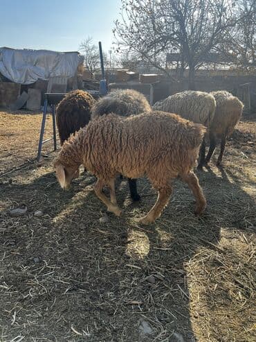 русская голубая длинношерстная кошка: Продаю | Овца (самка) | Арашан — 4