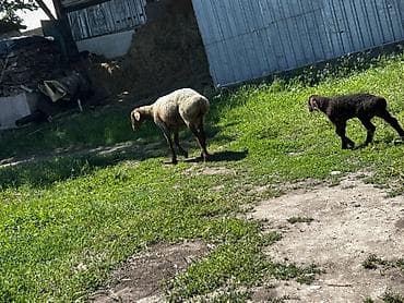 эдилбай кой: Продаю | Овца (самка) | Эдильбаевская | Для разведения | Матка — 4