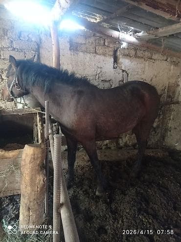 куда отдать собаку бишкек: Продаю | Кобыла (самка) | На забой — 1