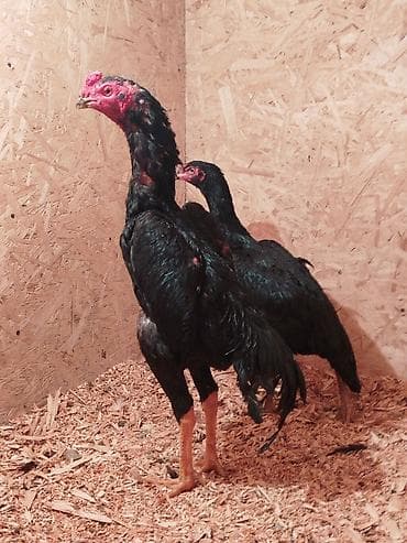 приют для животных ош: Дакан Короздор сатылат 4 штук бар активный алмашу жолдору бар адрес — 4