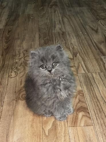 Животные: Породистые котята серого окраса Описание: - Милые котята с — 3