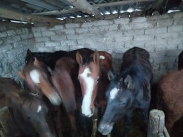 продажа щенков немецкой овчарки с документами в бишкеке: Продаю | Жеребенок | Для разведения — 3