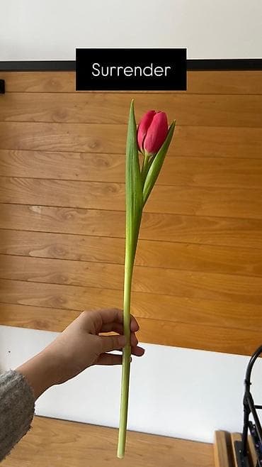 орхидея оптом: Тюльпан оптом 2026 Продам оптом оптом оптом От 500шт Самые лучшие — 4