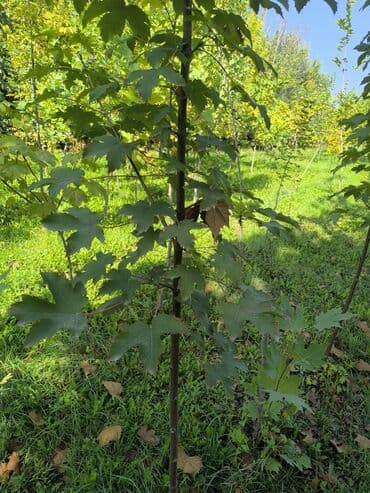 саженцы клубник: Саженцы деревьев: Туи — 14