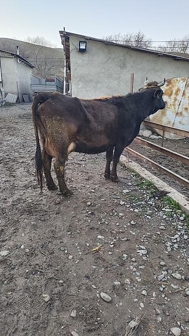 сколько стоит арабская лошадь: Продаю | Корова (самка) | Для разведения | Привязанные — 4