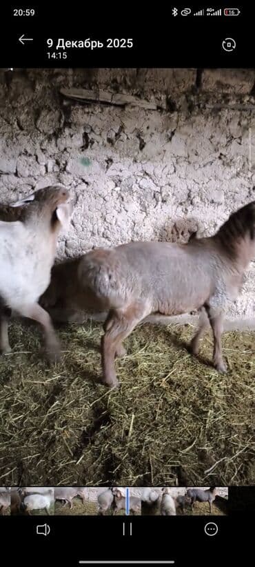 где продать собаку: Продаю | Баран (самец) | На забой | Племенные — 5