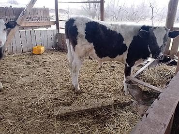 мал сату: Сатам | Бука (эркек) — 4