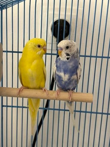 Грызуны: Просторная металлическая клетка для птиц, выполненная в голубом цвете — 2