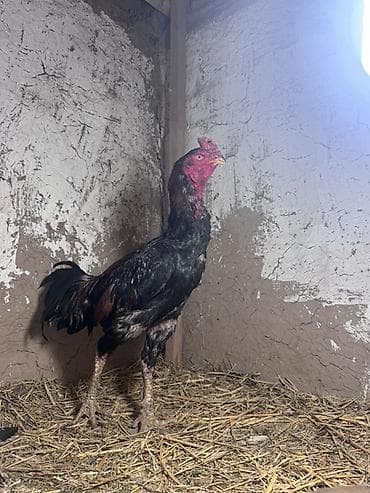 купить живого орла: Продаю | Петух | Бойцовая, Дакан | Для разведения — 1