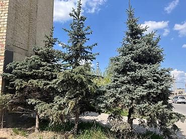 кел кел: Ель колючая (Picea pungens, голубая ель) — взрослые крупномеры для — 1