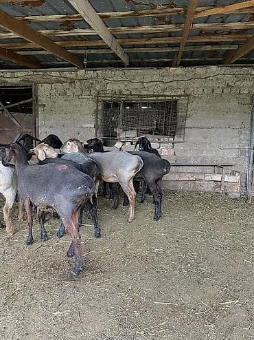бараны продаю: Продаю | Овца (самка), Баран (самец) | Матка — 1