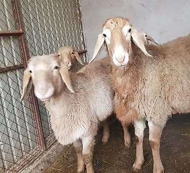 абиссинская кошка бишкек: Продаю | Ягненок, Баран (самец) | Арашан — 1