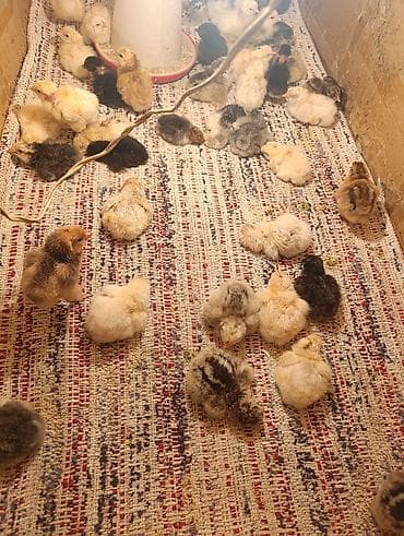 Продаю | Цыплята | Домашняя | Для разведения