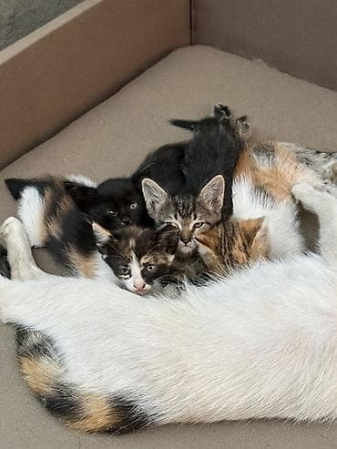 Котята от домашней кошки - Помёт из нескольких котят: есть