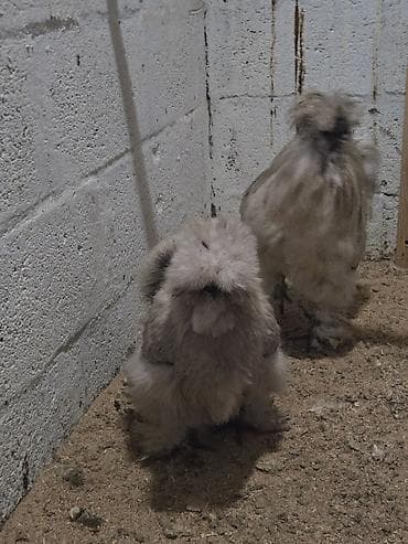 Продаю | Куры | Для разведения