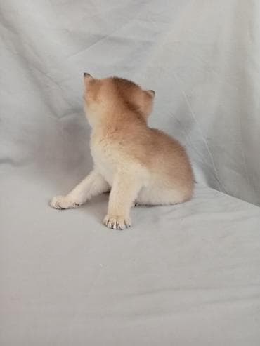 лысая кошка купить: 💛 Золотое счастье ищет свой дом 💛 Открыто бронирование на шикарного — 7