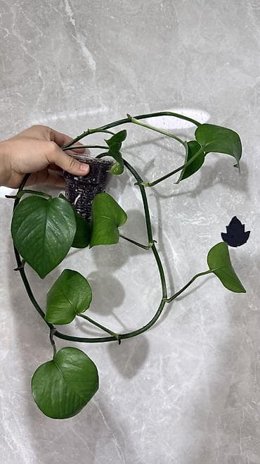 грунт цветочный: Монстера Тайское Созвездие 3 горшка по 1000с Посажены в хороший — 9