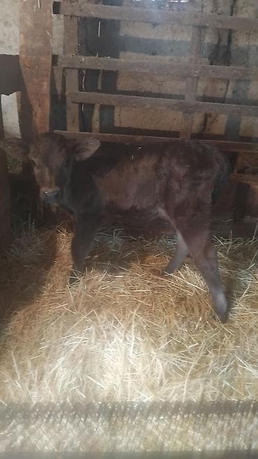 торпок цена: Сатам | Музоо | Көбөйтүү үчүн — 3