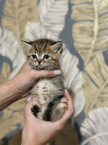 показы 1 354 72 договорная кошка даром британская короткошёрстная 1 год мальчик метис 2 позвонить написать: Британ кыска жүндүү, 1 айлык, Эркек, Алтын шиншилла, Лотокко барууга үйрөтүлгөн — 4