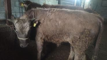 прадаю баран: Продаю | Бык (самец) | Швицкая | На откорм — 3