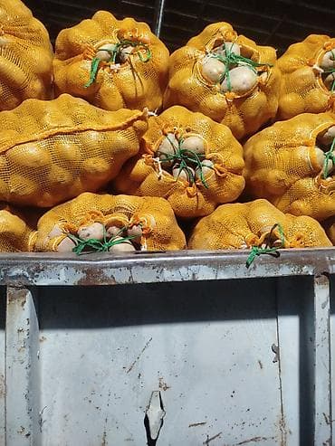Продукты питания: Картошка Пикассо, Оптом, В розницу — 2