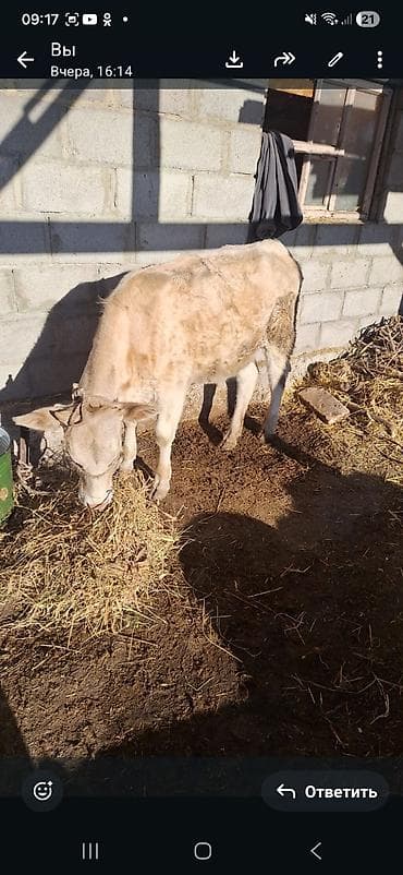 швиц уйлар: Продаю | Корова (самка) | Для разведения | Привязанные — 1