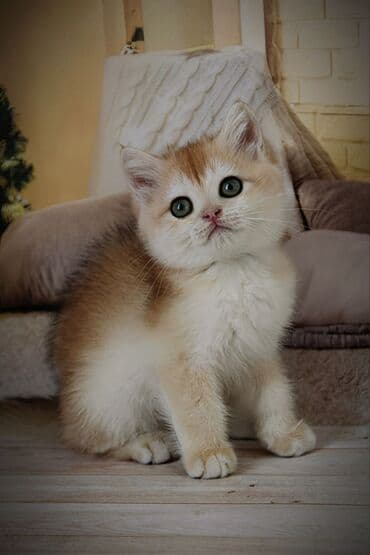 доберман фото щенки цена: Британская короткошёрстная, 2 месяца, Мальчик, Золотая шиншилла — 4