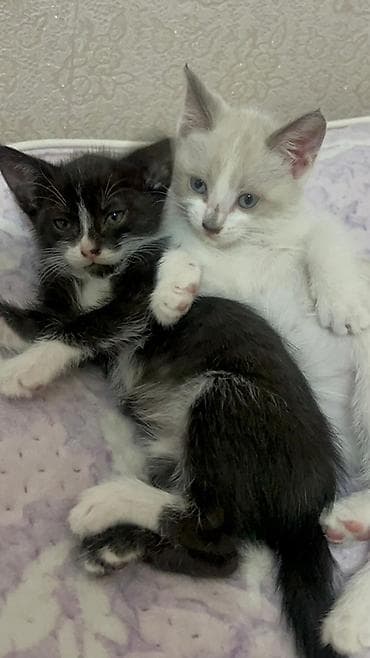 белый кот: Кошка даром: Сиамская, 2 месяца, Мальчик — 2
