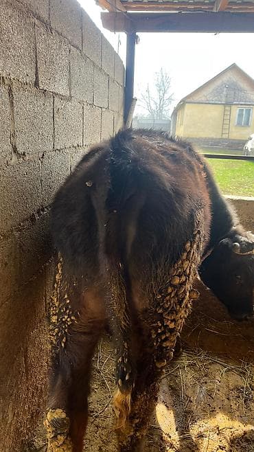 Ветеринар кызматы: Сатам | Бука (эркек) | Швиц | Көбөйтүү үчүн — 5