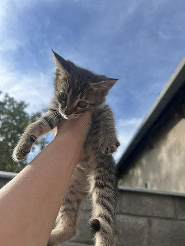 кошк: Отдаются даром маленькие котята! 🐈‍⬛ Ищут заботливые дома,где будут — 2