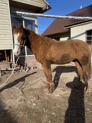 Собаки: Продаю | Конь (самец) | Полукровка | Рабочий — 7