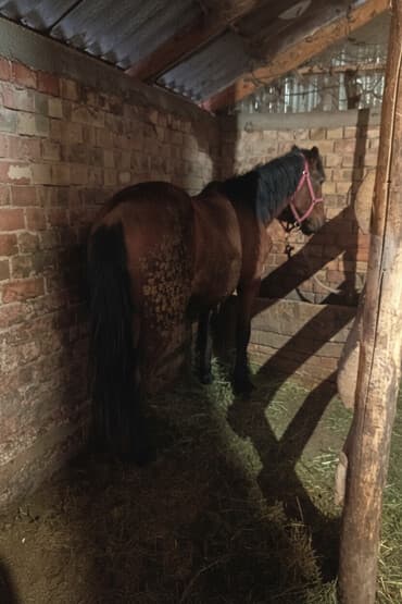 где можно купить йоркширского терьера: Продаю | Кобыла (самка) | Рабочий — 1