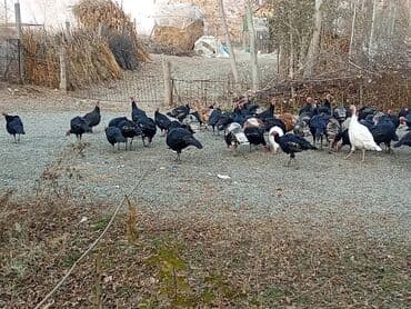 овчарка продажа: Продаю | Индюк (самец) | Черный принц | Для разведения | Племенные — 5