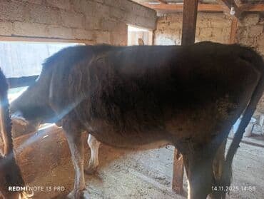 дойка коров аппаратом цена: Продаю | Тёлка | Для молока — 5