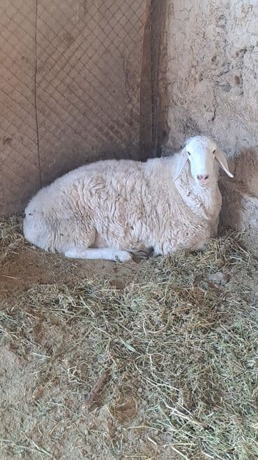 отдам собаку в добрые руки: Продаю | Овца (самка) | На забой, Для разведения — 4