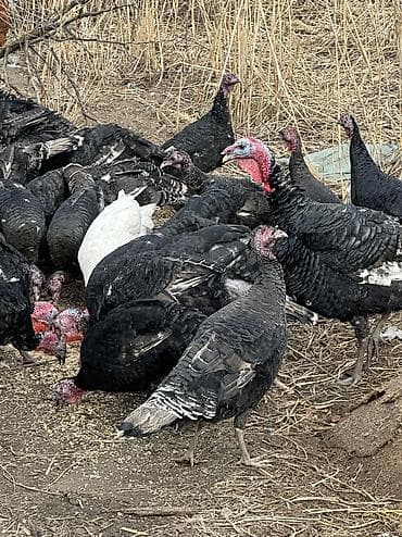 токмок кошка: Сатам | Ургаачы күрп (ургаачы), Балапан күрп | Аргын, Кара ханзаада, Түндүк Кавказ | Союуга, Көбөйтүү үчүн | Асыл тукумдуу — 1