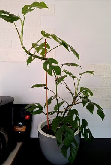 саженцы банана: Продаю монстеру вьющуюся высота 50см без горшка Не привозная — 1