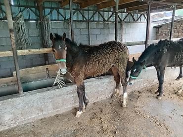 Животные: Байлаган тайлар сатылат. 3 ай болду. Чон тайлар. Адрес беловодскийде — 8