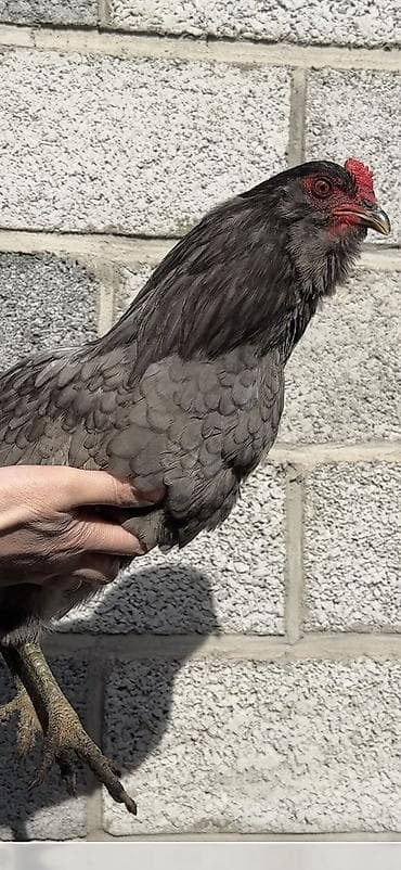 курицы: Продаю | Петух | Для разведения — 2
