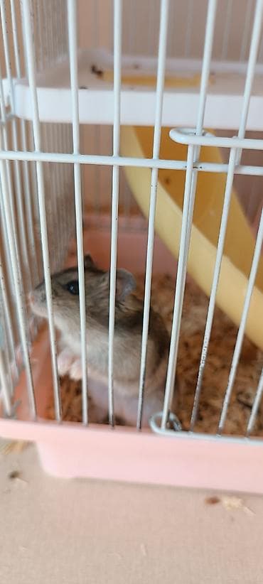 Грызуны: 🐹 Готовый пушистый друг — без забот! 🏡 Джунгарский хомяк (1,5 месяца) — 2