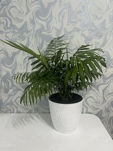 Комнатное растение Хамедорея (Chamaedorea elegans, «бамбуковая