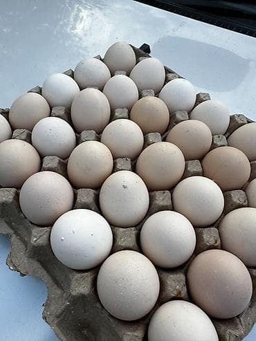 животные птицы: Куриные яйца в лотке - Натуральные столовые яйца светло-коричневой и — 1