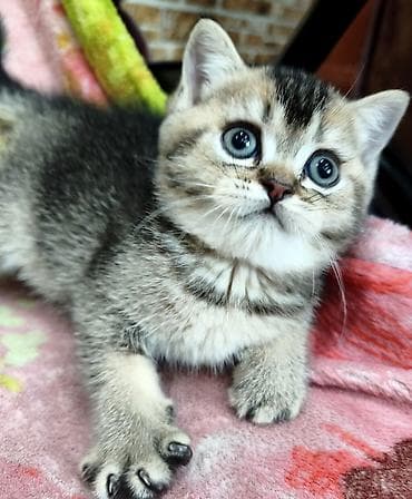 шотландский скоттиш страйт: Скотиш Страйт (Шотландская прямоухая), 2 месяца, Девочка — 5