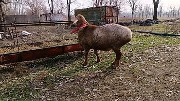 Кошки: Продаю | Баран (самец) | Арашан | На забой | Осеменитель — 3