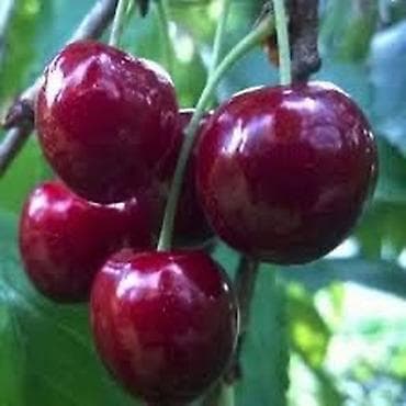плафоны бишкек: Продаю вкусную, домашнюю черешню 
Цена -200с — 1